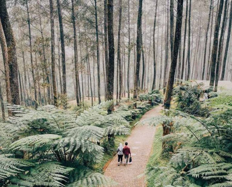 Wisata Hutan Pinus Buat Kamu Yang Tipe Instagramable, Orchid Forest ...