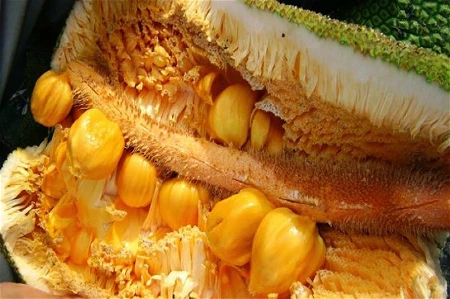 Mengenal Mandai Makanan Khas Banjar | UNIMMA FM